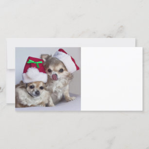 Cartes Pour Fêtes Annuelles Chiwawas de Noël