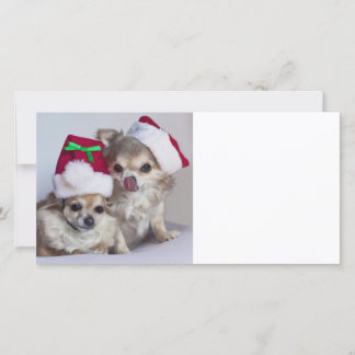 Cartes Pour Fêtes Annuelles Chiwawas de Noël