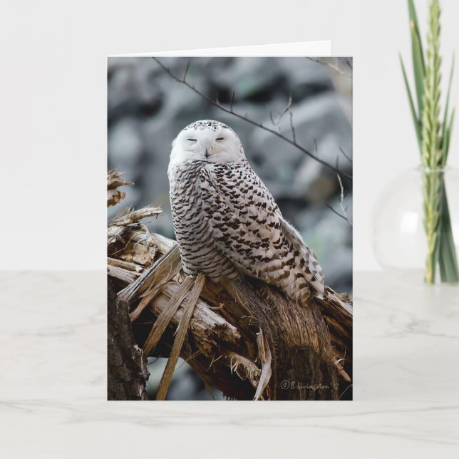 Cartes Pour Fêtes Annuelles Chouette des neiges (Devant)
