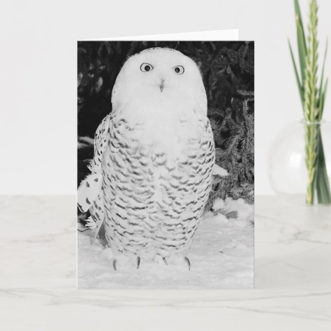 Cartes Pour Fêtes Annuelles Chouette d'hiver (Devant)