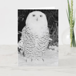 Cartes Pour Fêtes Annuelles Chouette d'hiver