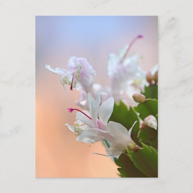 Cartes Pour Fêtes Annuelles Christmas Cactus (Devant)