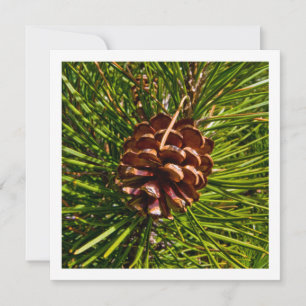 Cartes Pour Fêtes Annuelles Christmas Card Square Panel Pine Cone Photo