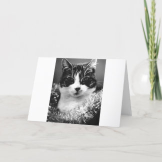 Cartes Pour Fêtes Annuelles Christmas Cat