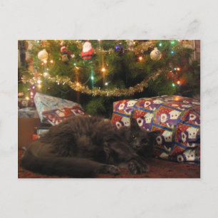 Cartes Pour Fêtes Annuelles Christmas Cat