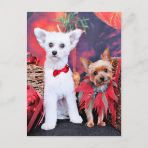 Cartes Pour Fêtes Annuelles Christmas - Crestie Mojo - Yorkie Millie