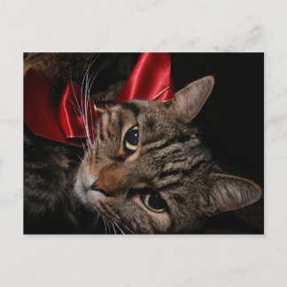 Cartes Pour Fêtes Annuelles Christmas Kitty