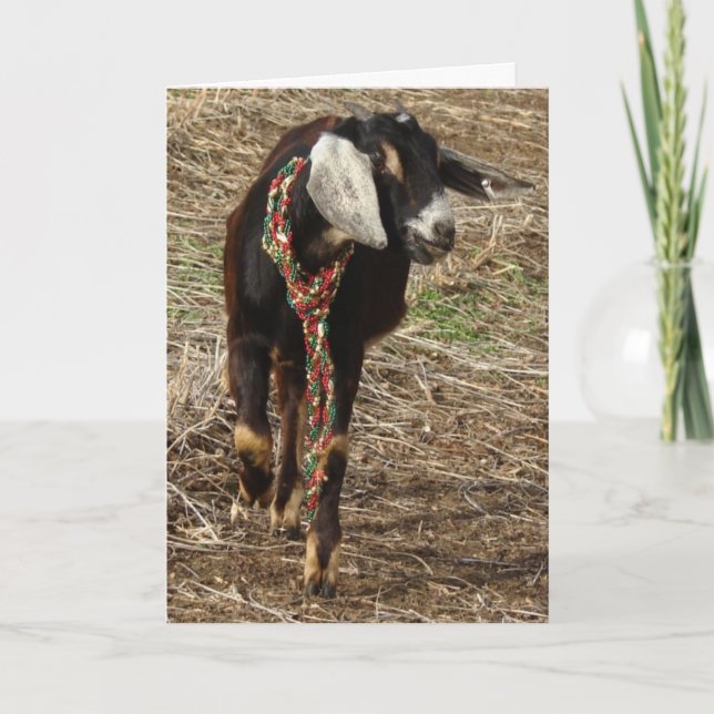 Cartes Pour Fêtes Annuelles Christmas Nubian Chèvre Kid (Devant)