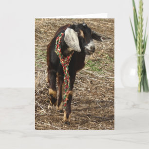 Cartes Pour Fêtes Annuelles Christmas Nubian Chèvre Kid