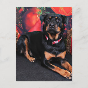 Cartes Pour Fêtes Annuelles Christmas - Rottweiler - Nalani