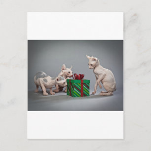 CARTES POUR FÊTES ANNUELLES CHRISTMAS SANS CHEVEUX
