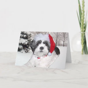 Cartes Pour Fêtes Annuelles Christmas Shih Tzu