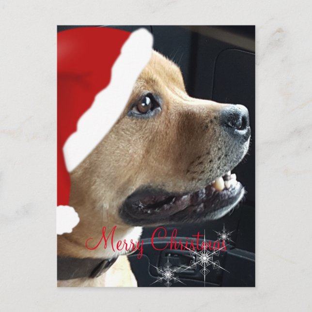 Cartes Pour Fêtes Annuelles Christmas Staffordshire Bull Terrier (Devant)