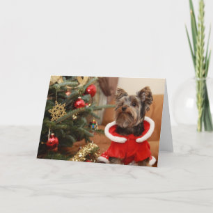 Cartes Pour Fêtes Annuelles Christmas Tree And Yorkie Puppy