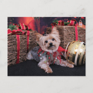 Cartes Pour Fêtes Annuelles Christmas - Yorkshire Terrier - Vinnie