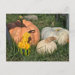 Cartes Pour Fêtes Annuelles Citrouilles et gourmands