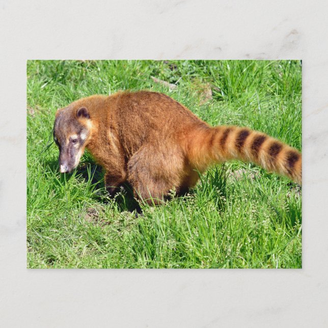 Cartes Pour Fêtes Annuelles Coati à queue de ceinture sur l'herbe (Devant)