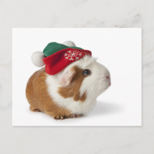 Cartes Pour Fêtes Annuelles Cobaye mignon avec le casquette de Noël sur le