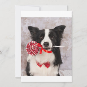 Cartes Pour Fêtes Annuelles Collie canne
