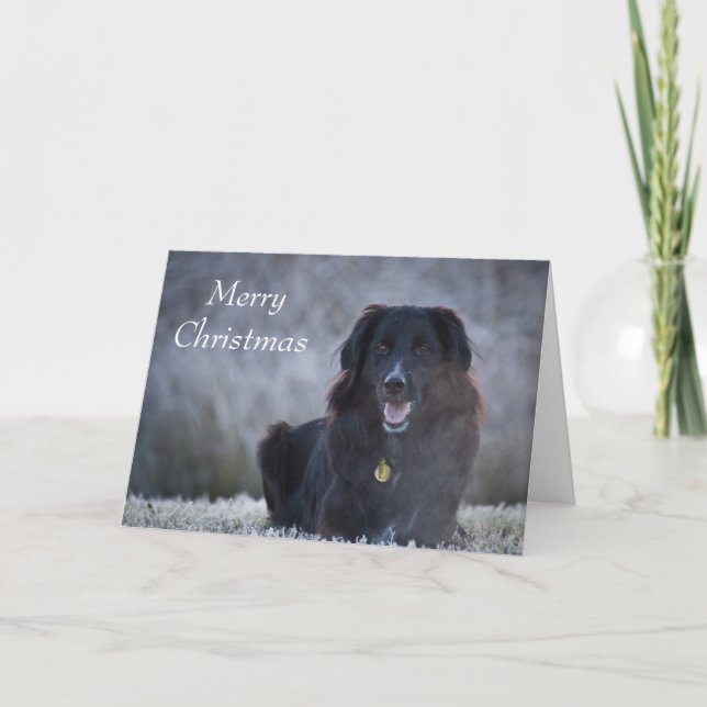 Cartes Pour Fêtes Annuelles Collie Cross (Devant)