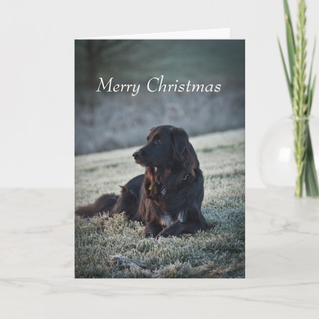 Cartes Pour Fêtes Annuelles Collie Cross (Devant)
