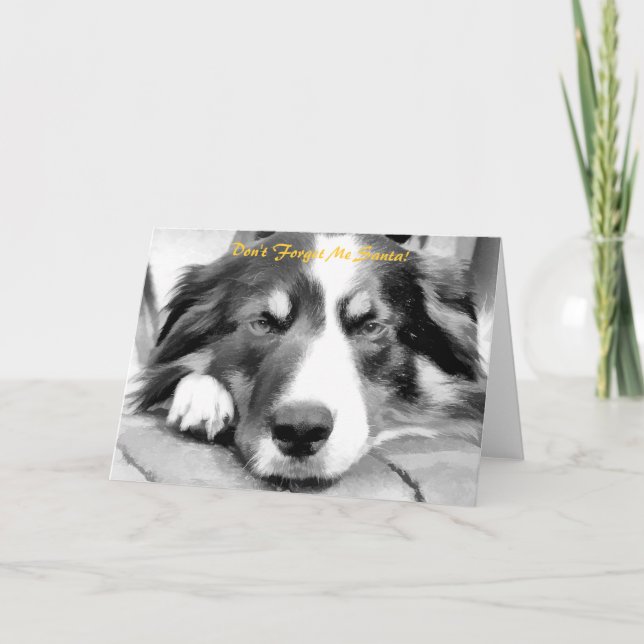 CARTES POUR FÊTES ANNUELLES COLLIE FRONTALIÈRE (Devant)