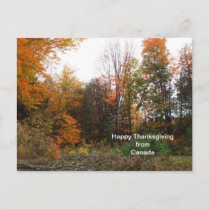 Cartes Pour Fêtes Annuelles Colours de Thanksgiving