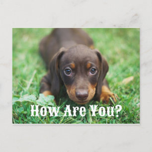 Cartes Pour Fêtes Annuelles Comment Es-Tu Puppy Postcard