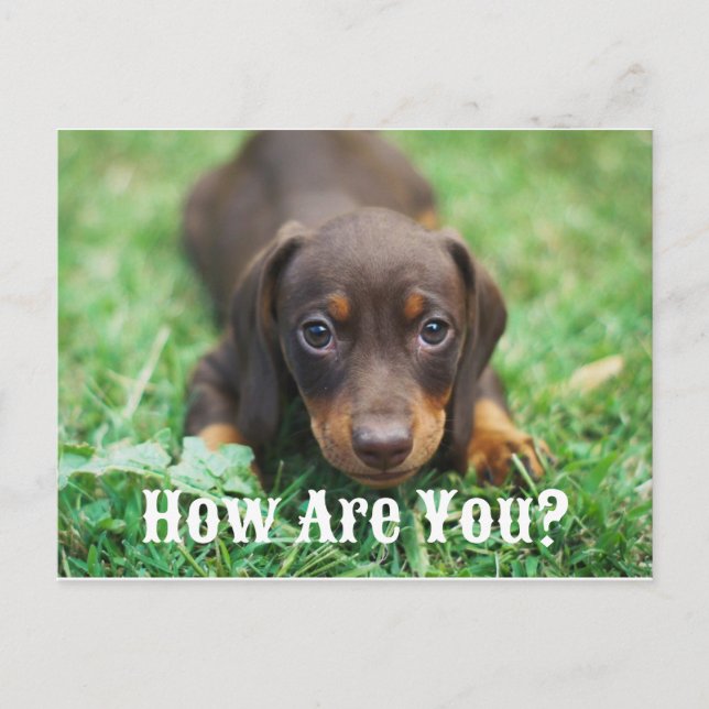 Cartes Pour Fêtes Annuelles Comment Es-Tu Puppy Postcard (Devant)