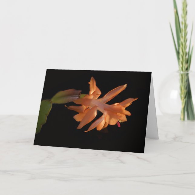 Cartes Pour Fêtes Annuelles Corail Christmas Castus Bloom (Devant)