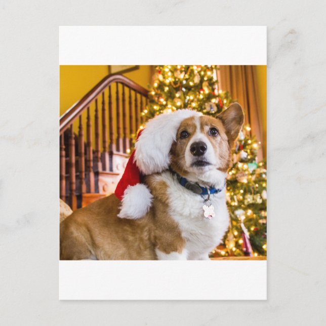Cartes Pour Fêtes Annuelles Corgi de Noël (Devant)