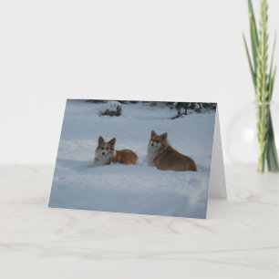 Cartes Pour Fêtes Annuelles Corgis joue dans la neige