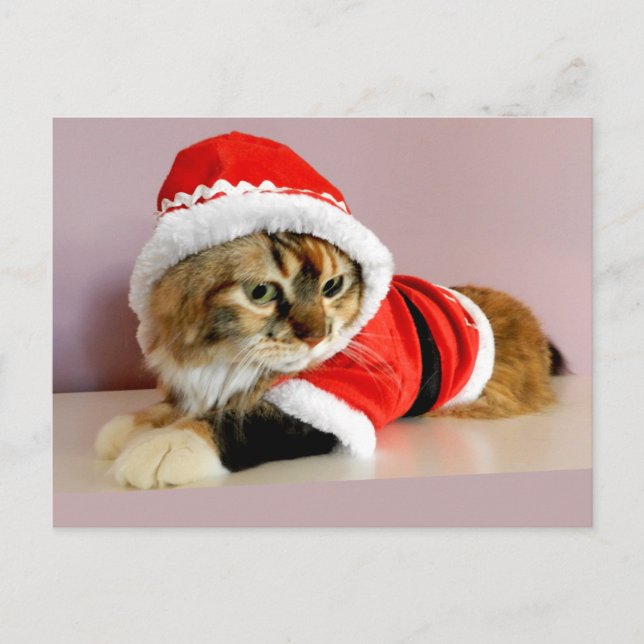 Cartes Pour Fêtes Annuelles Costume de Père Noël de chat de minou de Joyeux (Devant)