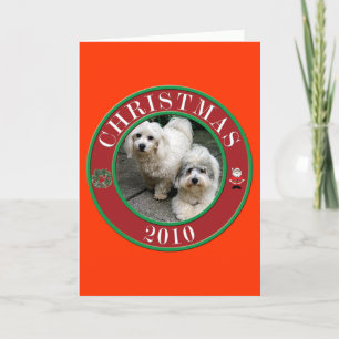 Cartes Pour Fêtes Annuelles Coton De Tulear at Christmas