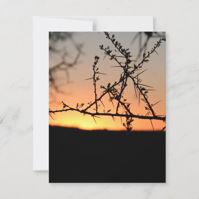 Cartes Pour Fêtes Annuelles Coucher de soleil africain avec silhouette d'acaci (Devant)