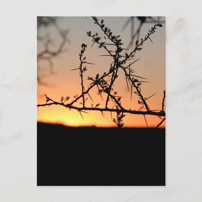 Cartes Pour Fêtes Annuelles Coucher de soleil africain avec silhouette d'acaci (Devant)