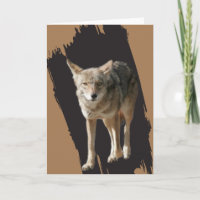Coyote Solitaire