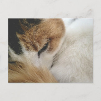 Cartes Pour Fêtes Annuelles Cozy Calico Cat Postcard