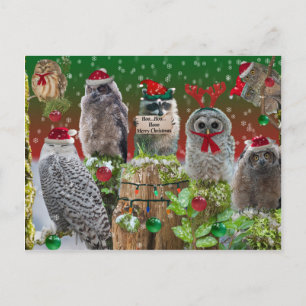 Cartes Pour Fêtes Annuelles Critère de Noël Chouettes et Raccoon