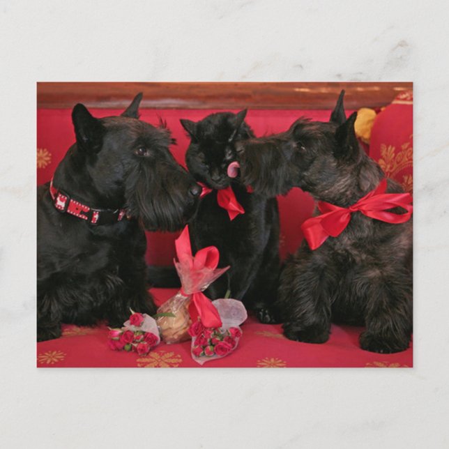 Cartes Pour Fêtes Annuelles Cru : Saint-Valentin - (Devant)