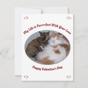 Cartes Pour Fêtes Annuelles Cuddling Chats Purrfect Life Joyeux Valentines Day