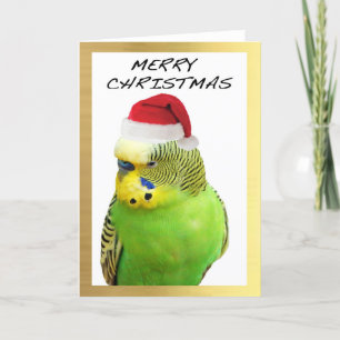 Cartes Pour Fêtes Annuelles "Cute Budgie" design Christmas cards