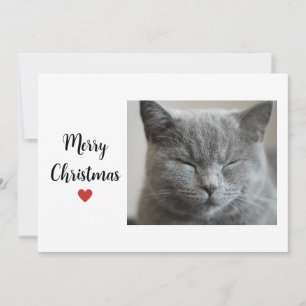 Cartes Pour Fêtes Annuelles Cute Grey Sleepy Chat Chritsmas Holiday Love