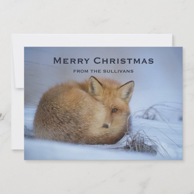 Cartes Pour Fêtes Annuelles Cute Little Fox Curling Up Winter Photo Noël (Devant)