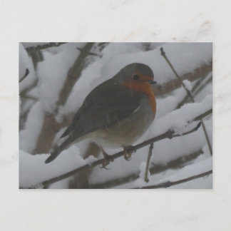 Cartes Pour Fêtes Annuelles Cute Robin Close Up in Snow DIY Postcard