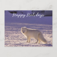 Cute White Arctic Fox neige hiver Photographie