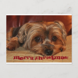 Cartes Pour Fêtes Annuelles Cute Yorkshire Terrier Joyeux Noël