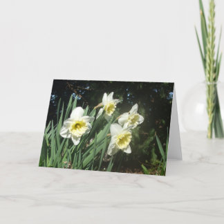 Cartes Pour Fêtes Annuelles Daffodiques