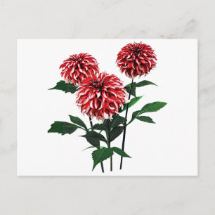 Cartes Pour Fêtes Annuelles Dahlia le père noël