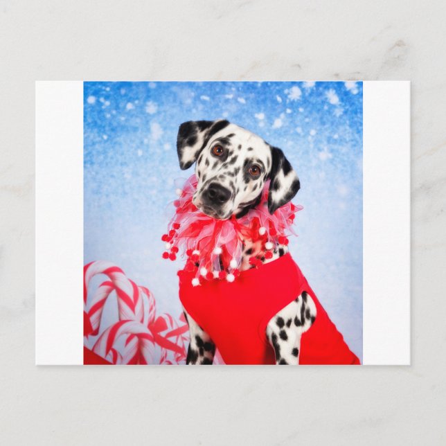Cartes Pour Fêtes Annuelles Dalmatie de Noël (Devant)